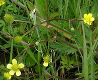 Ranunculus macounii