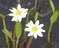 Ranunculus pallasii