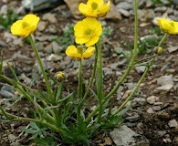 Ranunculus pedatifidus