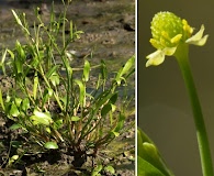 Ranunculus pusillus