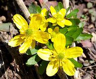 Ranunculus pygmaeus