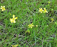 Ranunculus reptans