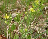 Ranunculus rhomboideus