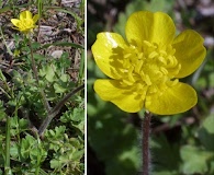 Ranunculus sardous