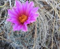 Rapicactus beguinii