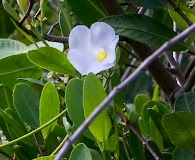 Rhabdadenia biflora