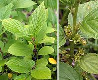 Rhamnus alnifolia