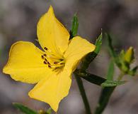 Rhexia lutea