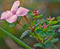 Rhexia petiolata