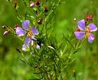 Rhexia salicifolia