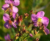 Rhexia virginica