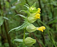 Rhinanthus groenlandicus