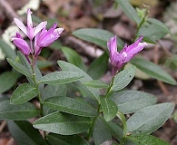 Rhinotropis californica