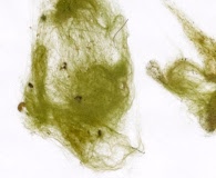 Rhizoclonium riparium