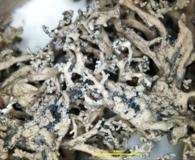 Rhizoplaca arbuscula