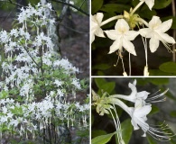 Rhododendron alabamense