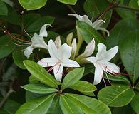 Rhododendron arborescens