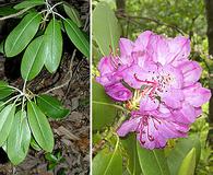 Rhododendron catawbiense