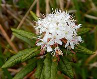 Rhododendron groenlandicum