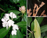 Rhododendron maximum