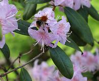 Rhododendron minus