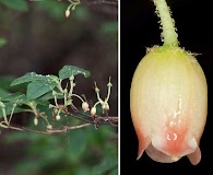 Rhododendron pilosum