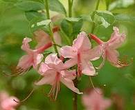 Rhododendron prinophyllum