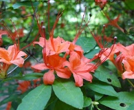 Rhododendron prunifolium