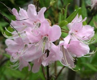 Rhododendron vaseyi