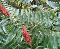 Rhus X pulvinata