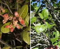 Rhus kearneyi