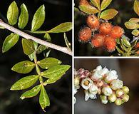 Rhus microphylla