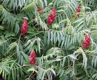 Rhus typhina