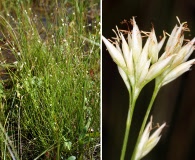 Rhynchospora alba