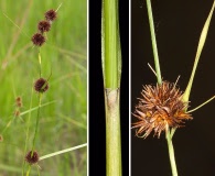 Rhynchospora cephalantha