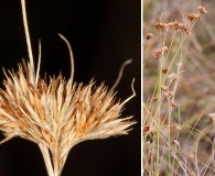 Rhynchospora chapmanii