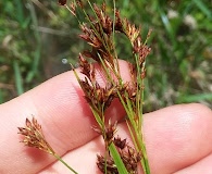 Rhynchospora elliottii