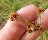 Rhynchospora harveyi