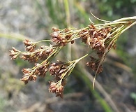 Rhynchospora microcarpa