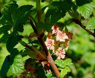 Ribes acerifolium