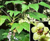 Ribes bracteosum