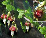 Ribes californicum