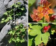 Ribes erythrocarpum