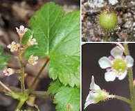 Ribes glandulosum