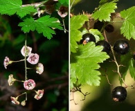 Ribes lacustre