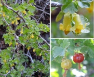 Ribes lasianthum