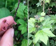 Ribes laxiflorum