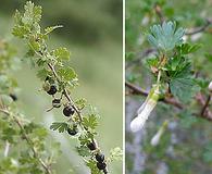 Ribes leptanthum