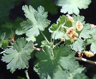 Ribes montigenum