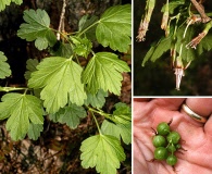 Ribes rotundifolium